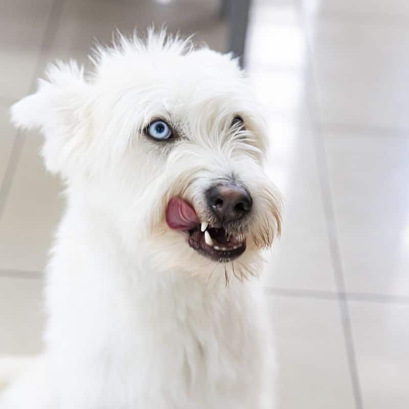 Los mejores probióticos naturales para perros
