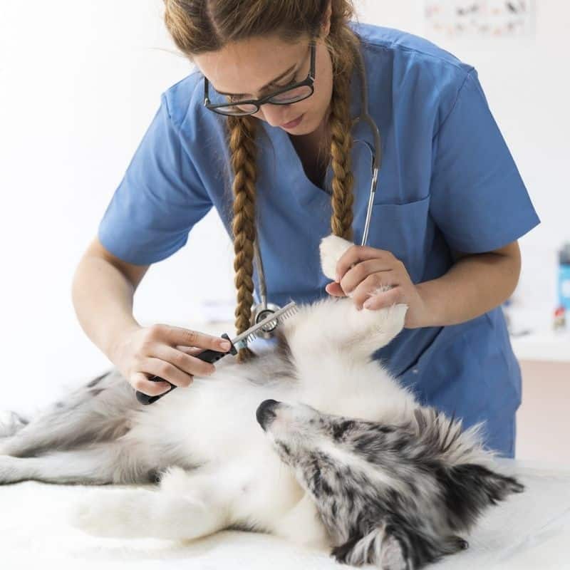 ¿Los perros también pueden tener quistes sebáceos?