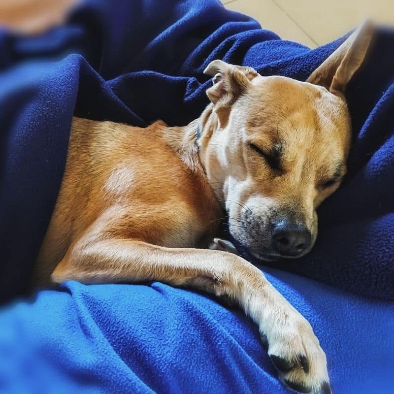 ¿Cuáles pueden ser las causas del letargo (cansancio) en el perro?