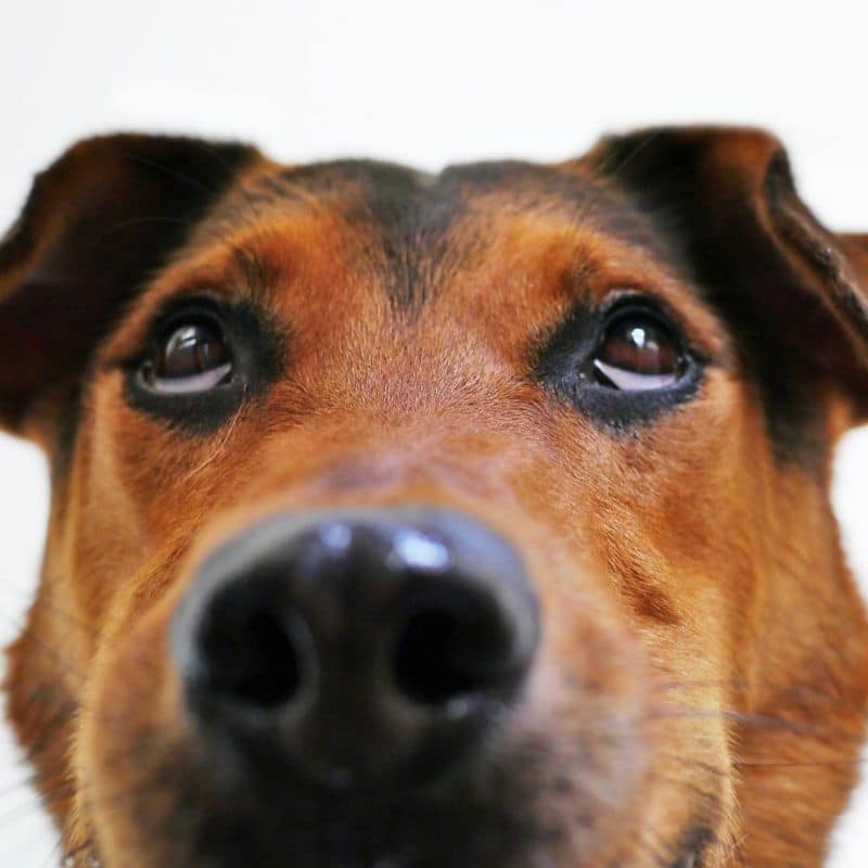 Uveítis en perros: causas y tratamientos