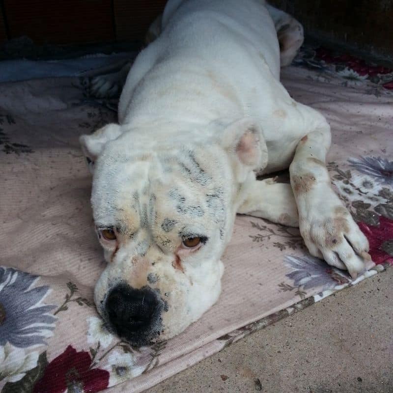 Síntomas de anorexia en perros, causas y tratamientos