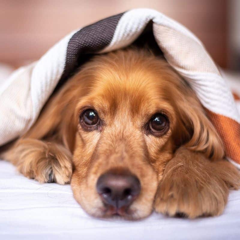 ¿Debo dejar que mi perro duerma en mi habitación?