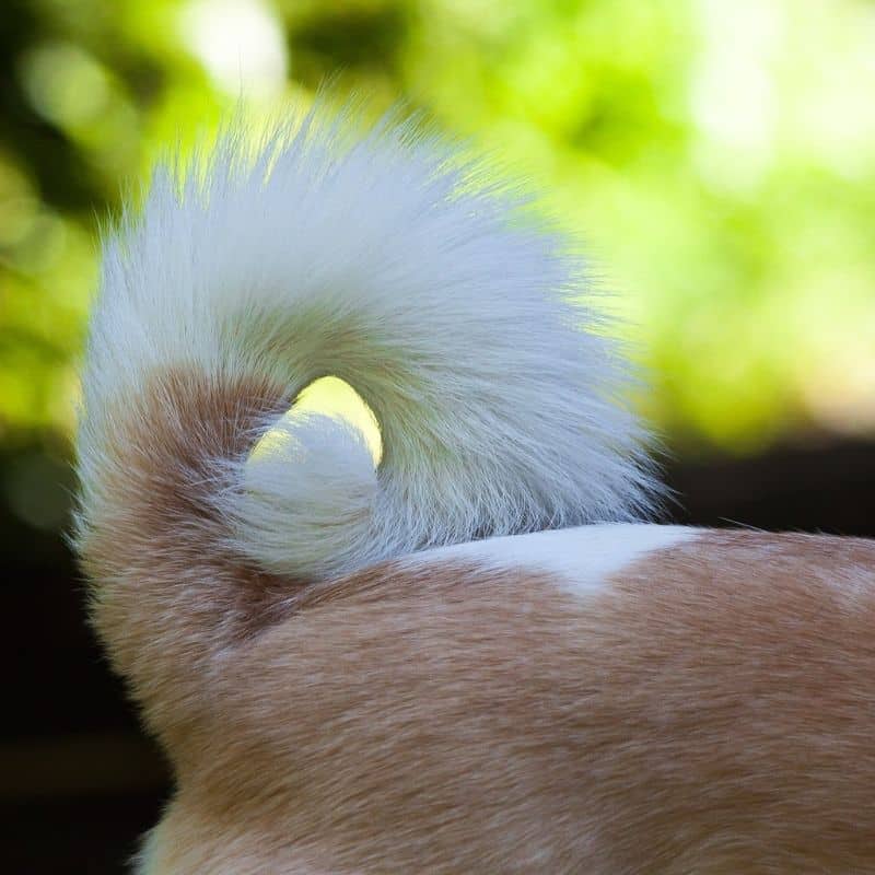 ¿Por qué tu perro se muerde la cola?