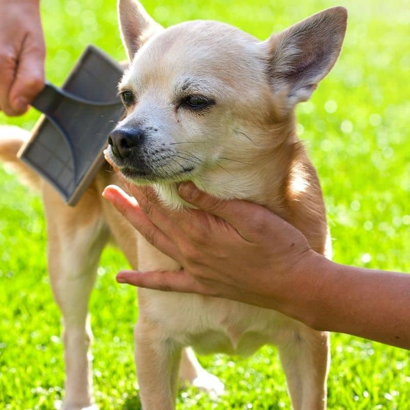 ¿Cuándo y cuánto tiempo mudan los perros de pelo?