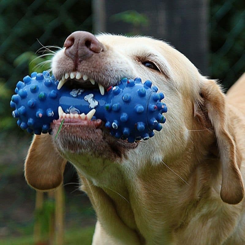 A mi perro no le gustan los juguetes: ¿Qué hago?