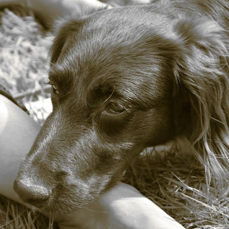 Tipos de infecciones bacterianas en perros