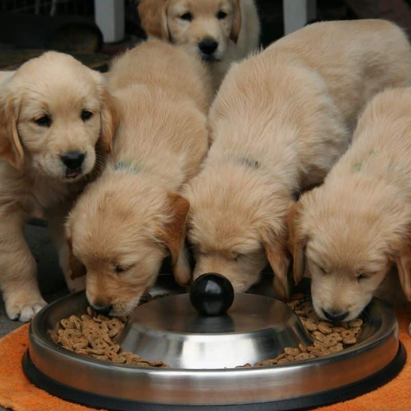 3 recetas de comida casera para cachorros
