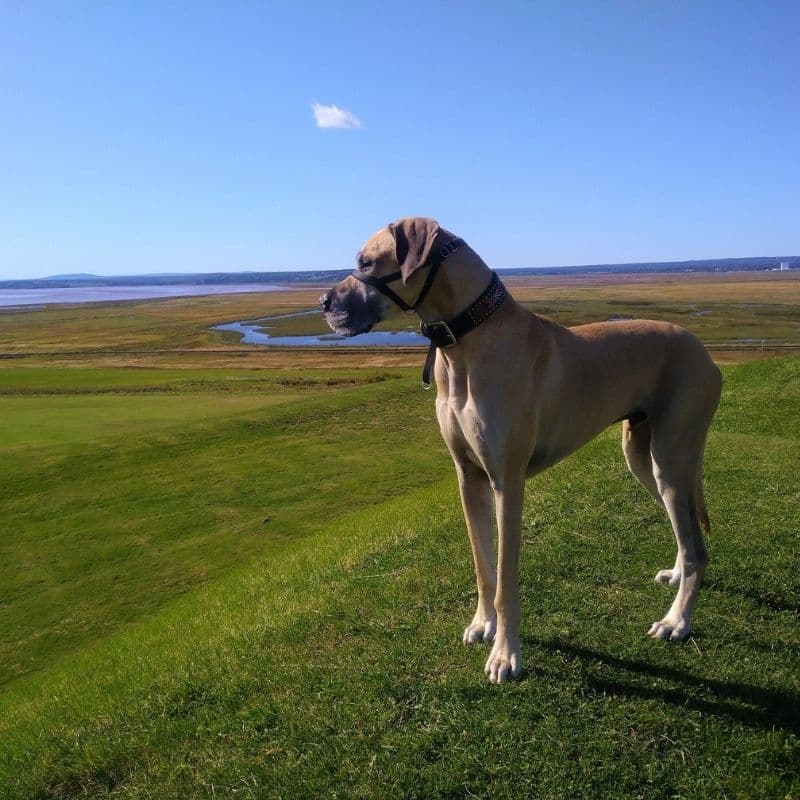 Las 10 razas de perros más grandes del mundo