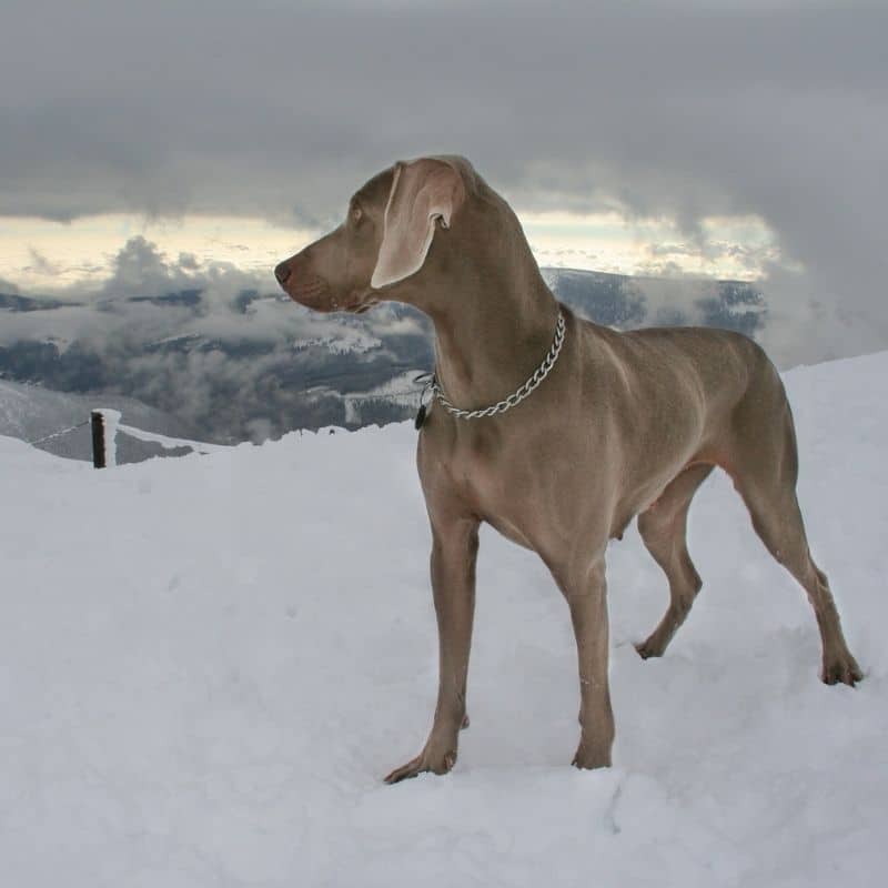 La alimentación del Weimaraner