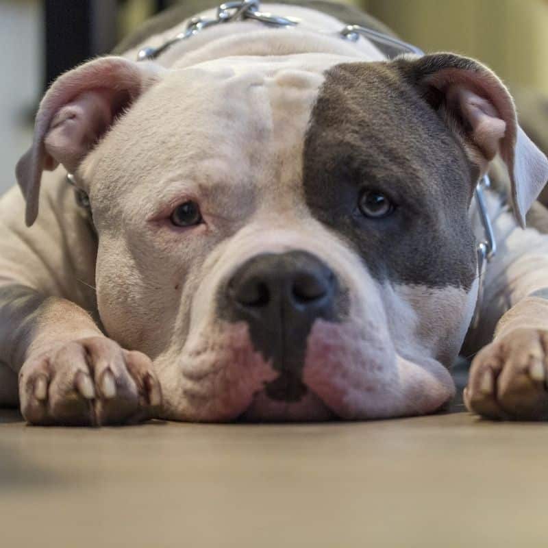 La alimentación del American Bully