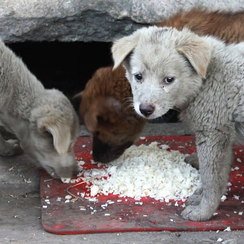 ¿Los perros pueden comer arroz?