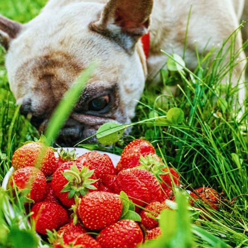 4 zumos naturales para perros, refrescantes y nutritivos