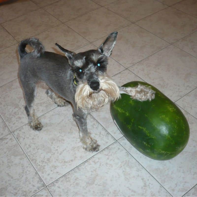 ¿Los perros pueden comer melón?