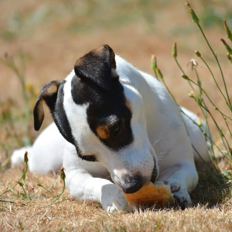 ¿Los perros pueden comer pan?