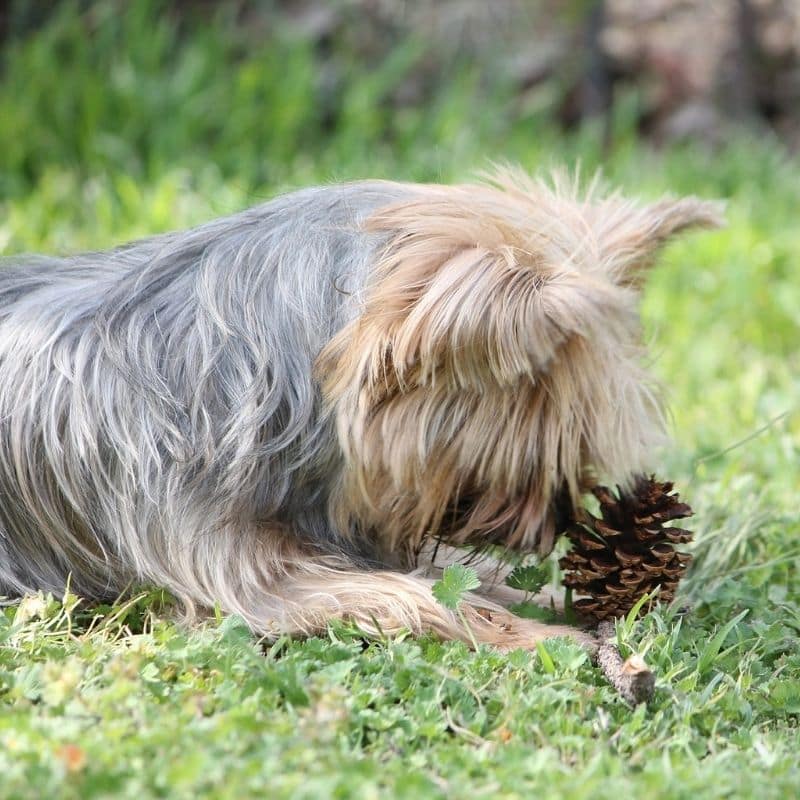 ¿Los perros pueden comer piña?