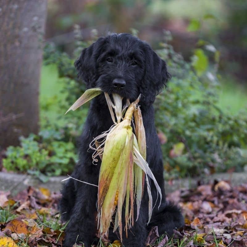 ¿Los perros pueden comer maíz?