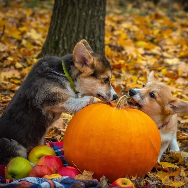 ¿Los perros pueden comer calabaza?
