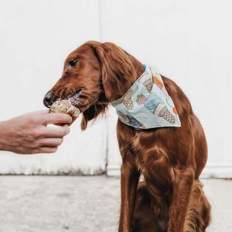 ¿Los perros pueden comer helado?