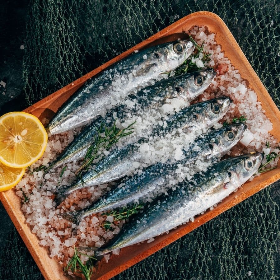 ¿Los perros pueden comer sardinas?
