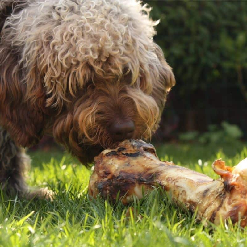 ¿Los perros pueden comer huesos de cordero?