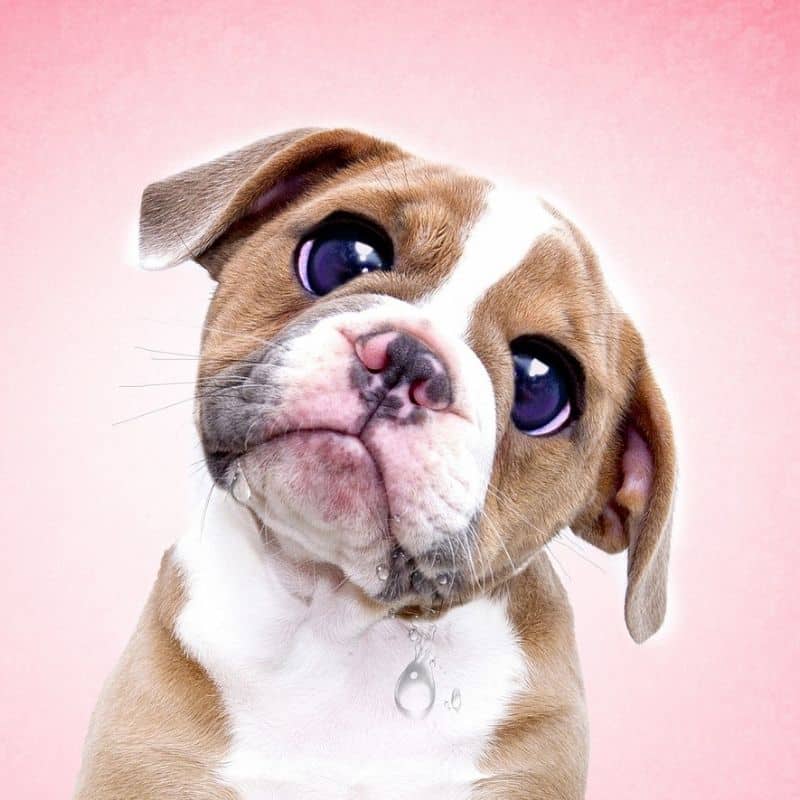 ¿Los perros pueden comer altramuces?