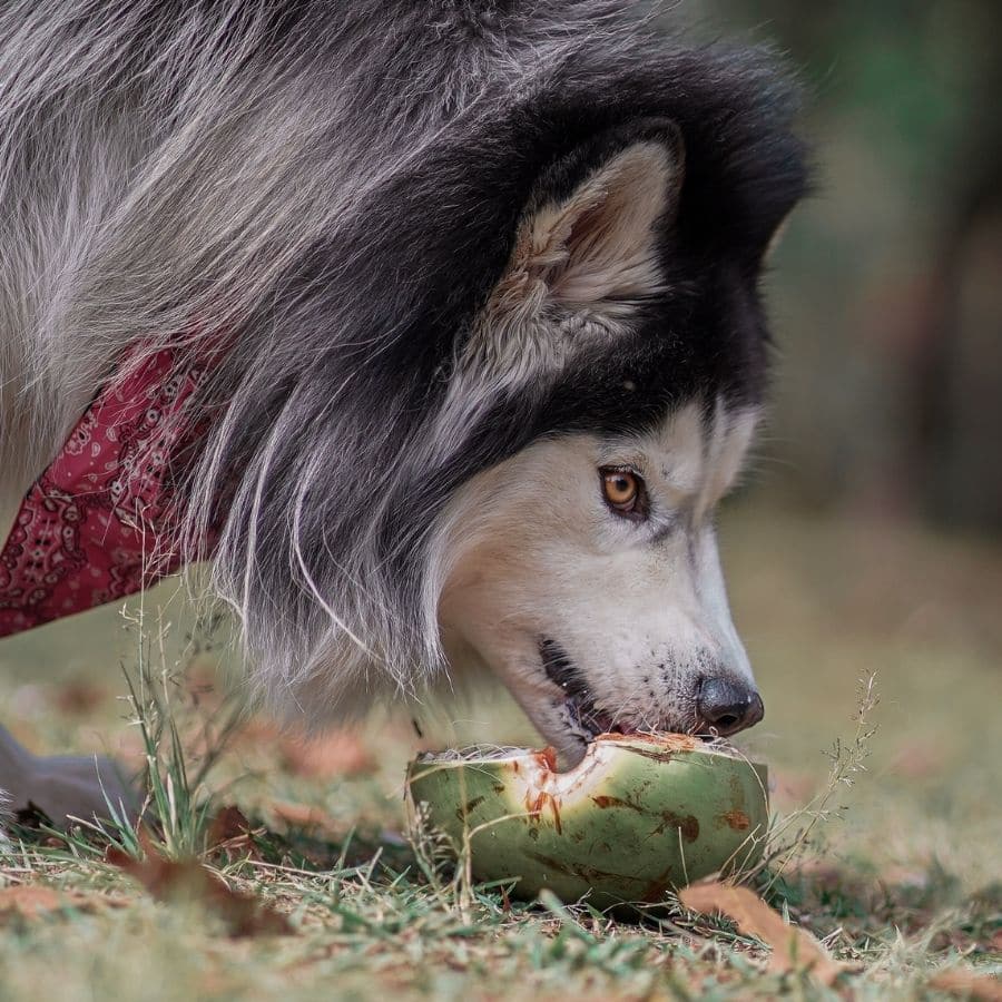 Los perros pueden comer coco