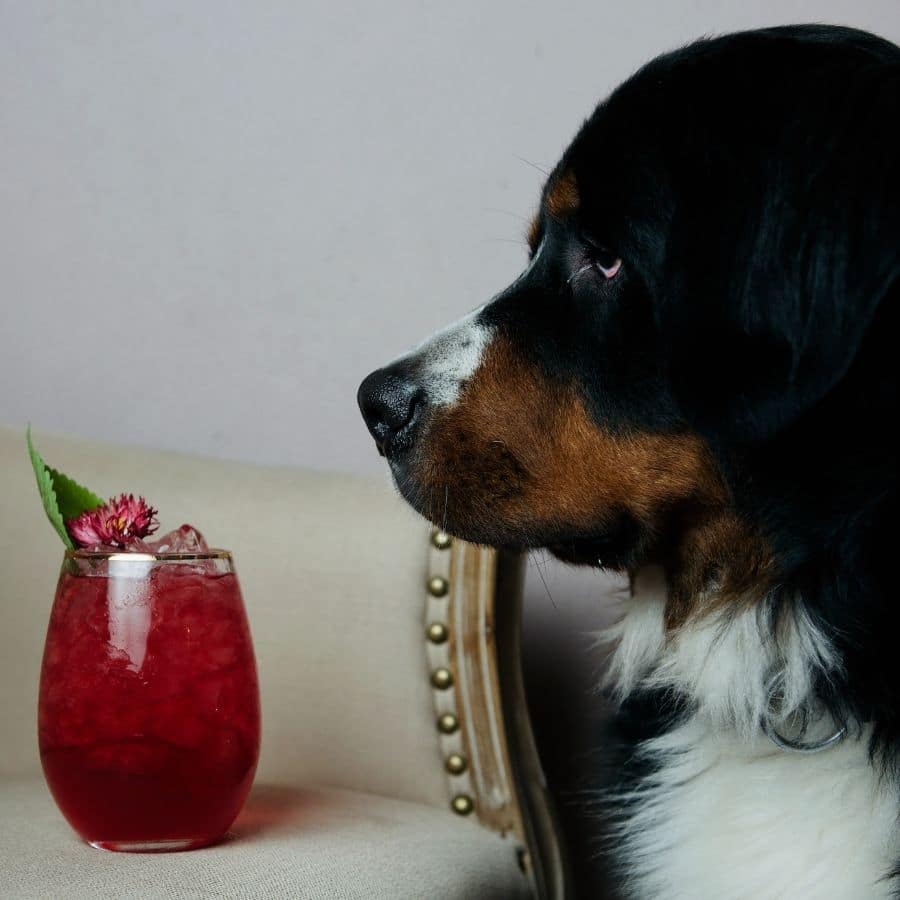 ¿Infusiones para perros? 5 infusiones que puede beber tu perro