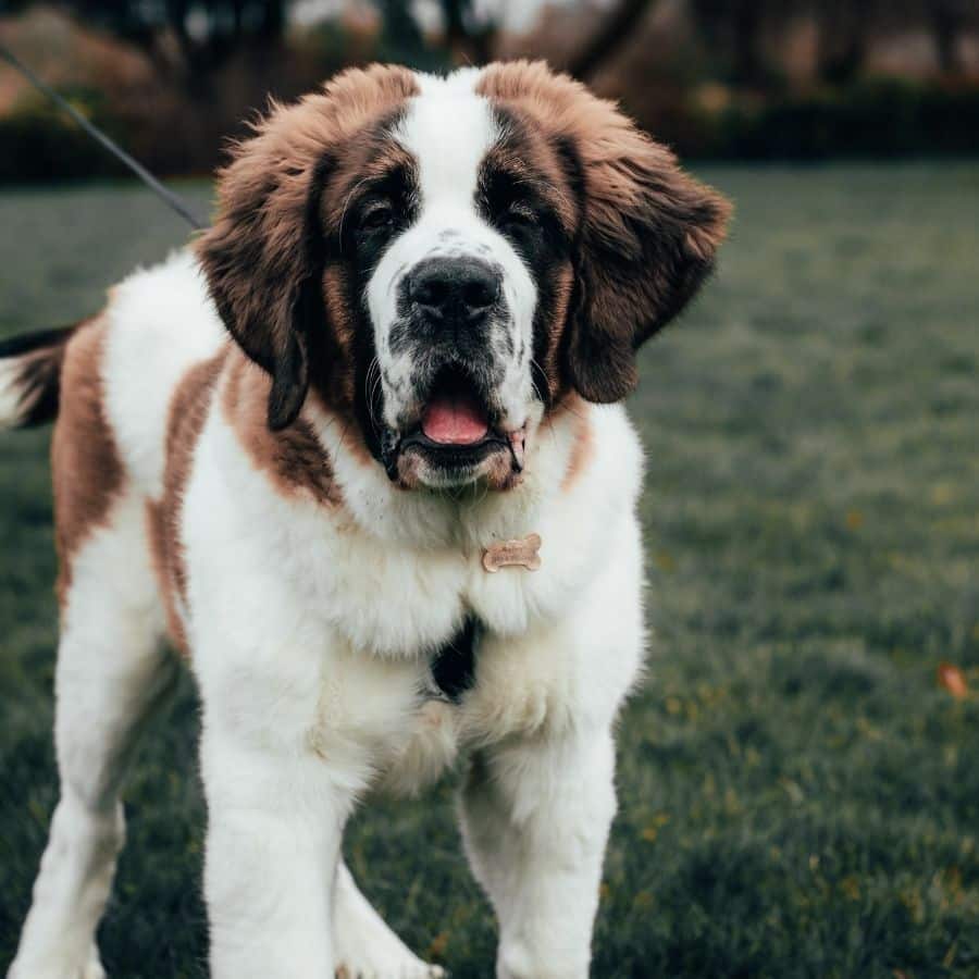 La historia del perro de San Bernardo
