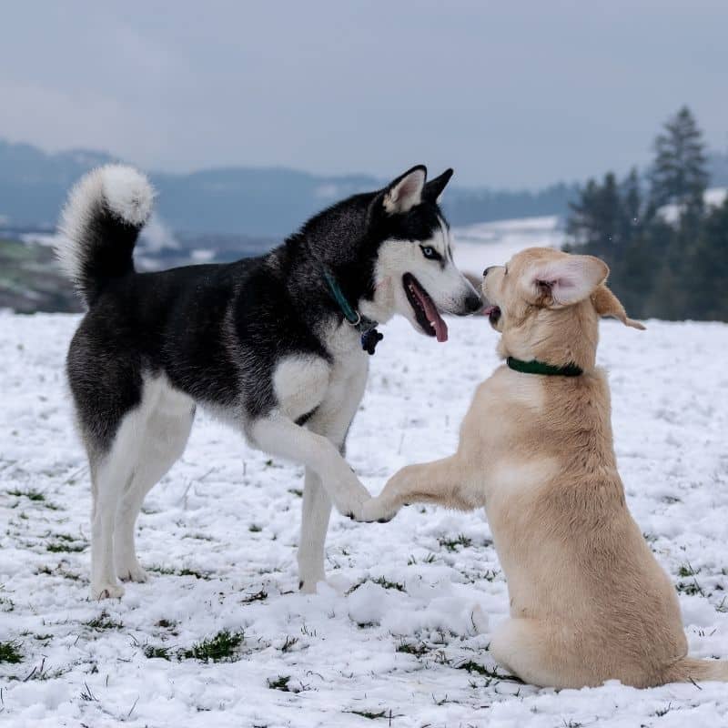 ¿Por qué los perros lamen el hocico de los otros perros?