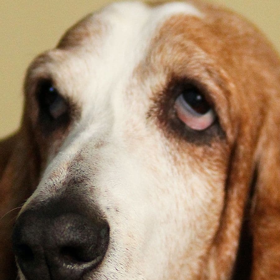 Perro con los ojos amarillos: ¿Qué podría ser?