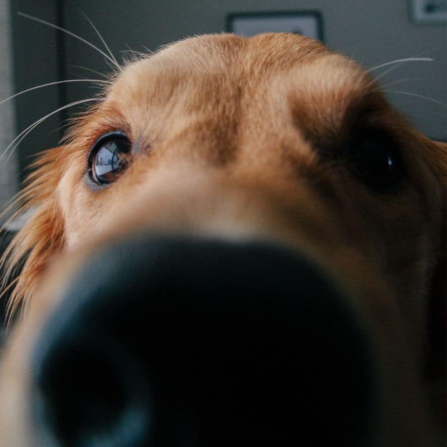 Perro con secreción nasal: ¿Qué puede ser?