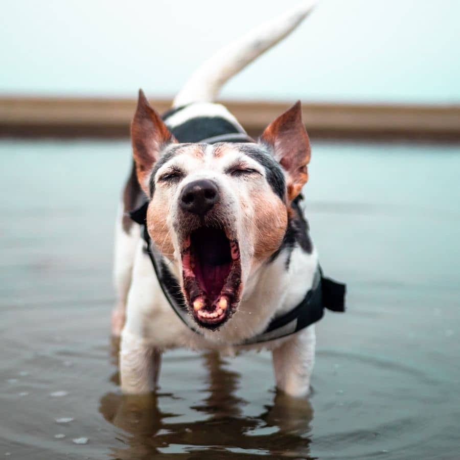 Ladrar en el momento adecuado: ¿Cómo puedo enseñar a mi perro a “hablar”?