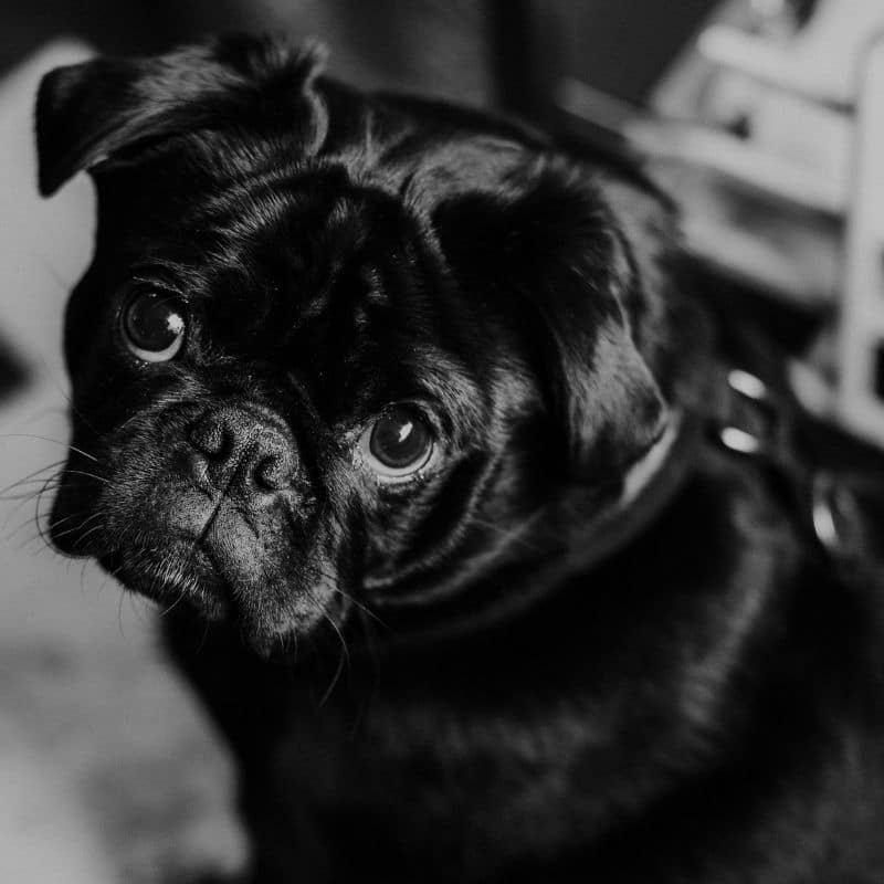Mi perro tiene un ojo hinchado. ¿Qué podría ser?