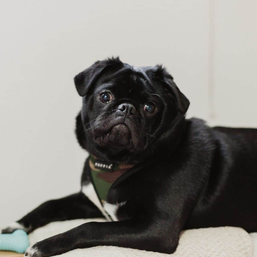 Tipos de vómitos en perros y cómo ayudarles