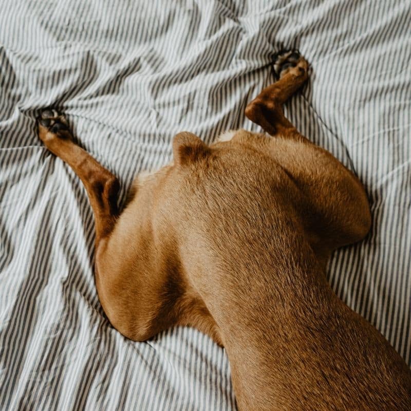 Mi perro tiene los testículos hinchados: ¿qué podría ser?