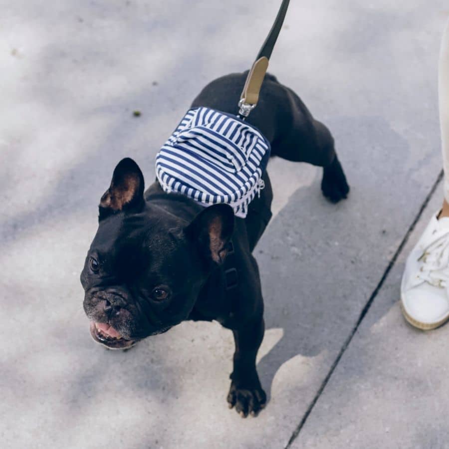 Discopatía en perros: ¿Qué es?