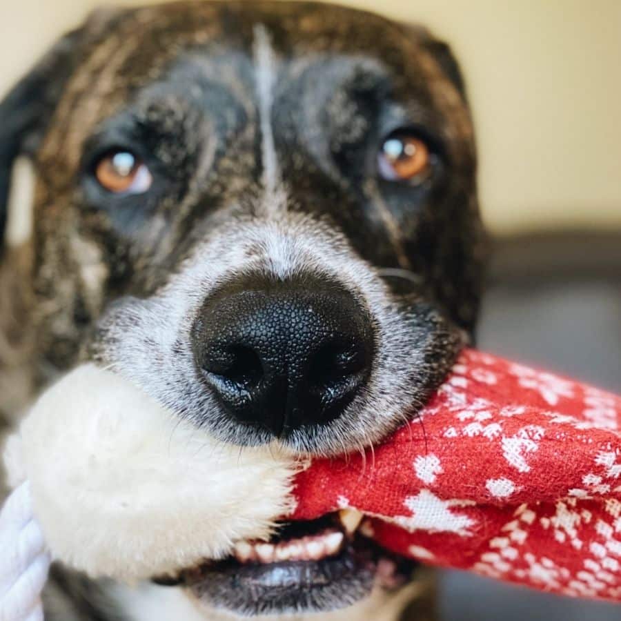 Tengo un perro posesivo: ¿Qué hacer?