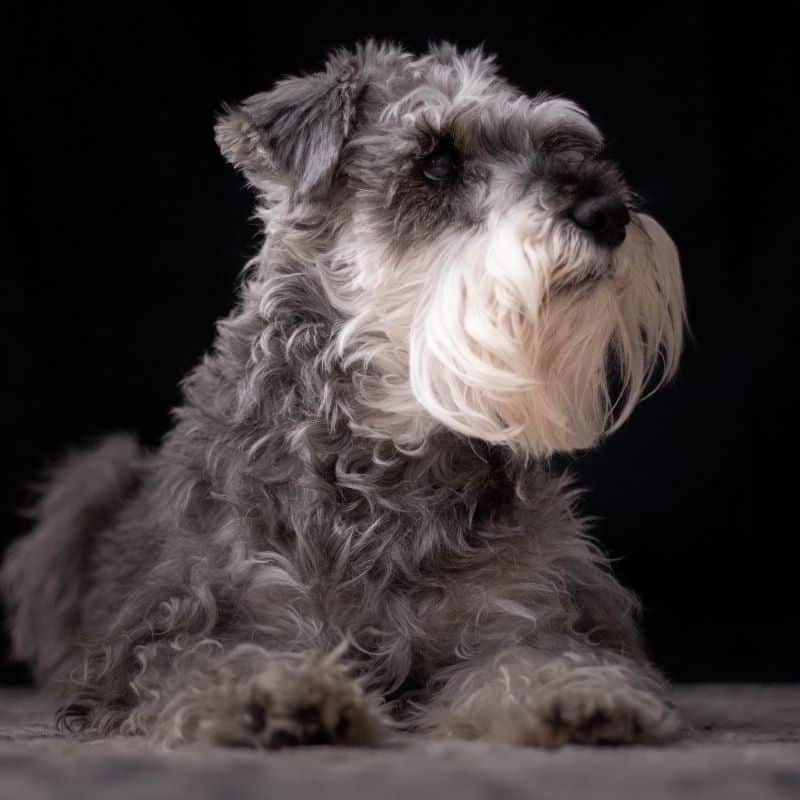 La orina del perro está oscura: ¿Qué puede ser?