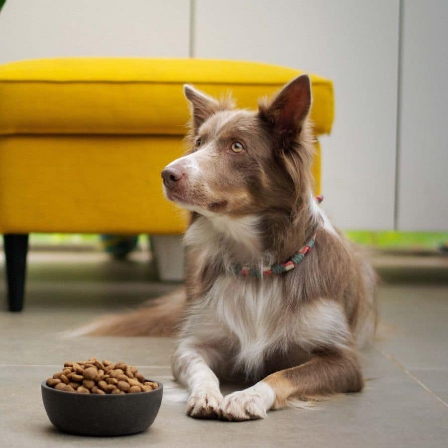 Ventajas de los mejores piensos naturales para perros