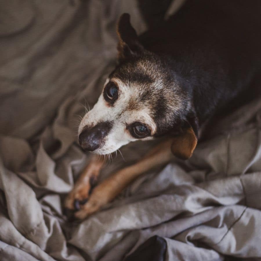 3 consejos sobre cómo superar la muerte de un perro
