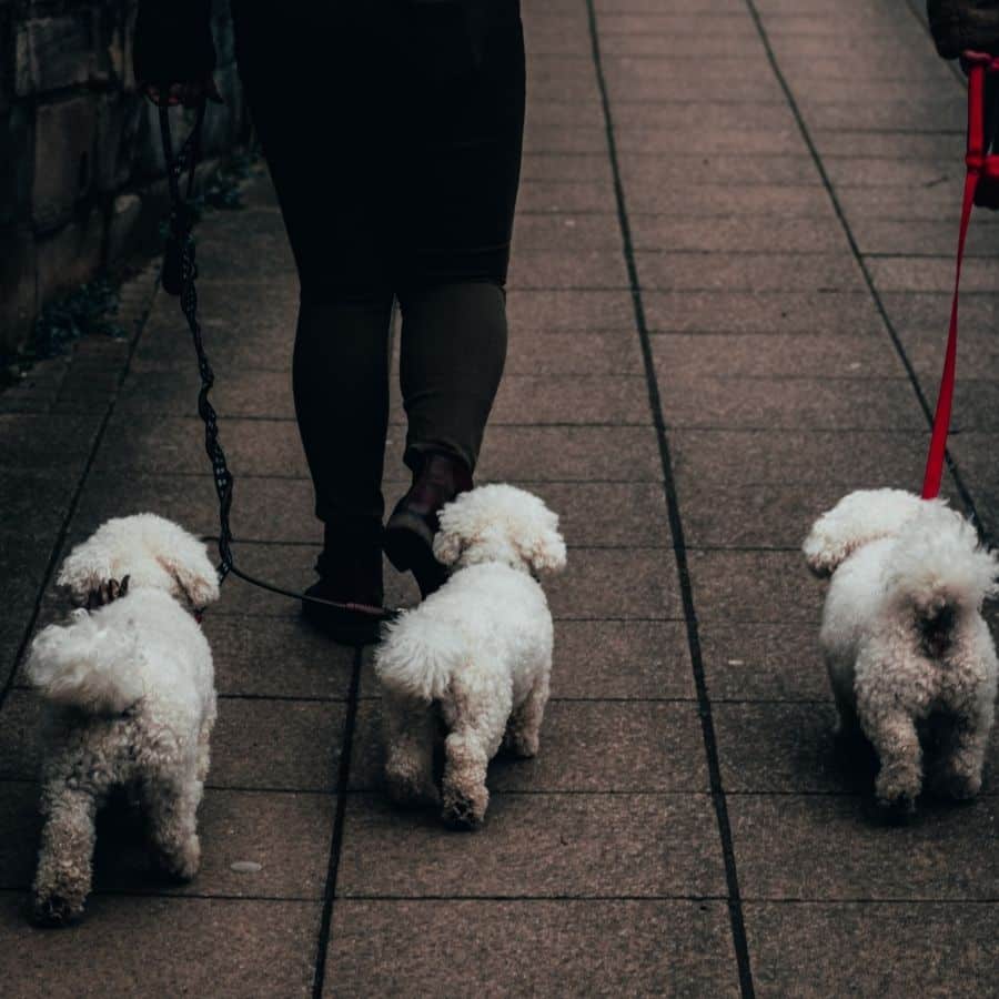Cuántos cachorros tiene un Bichón Maltés