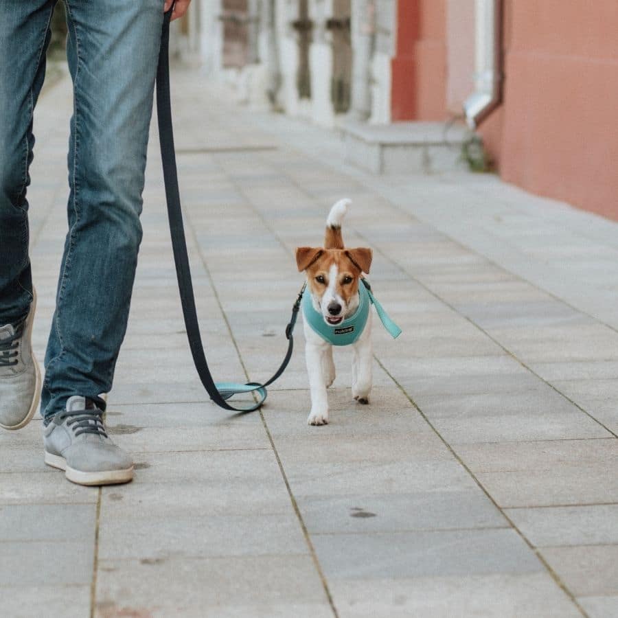 ¿Cuándo puede salir un cachorro a la calle?