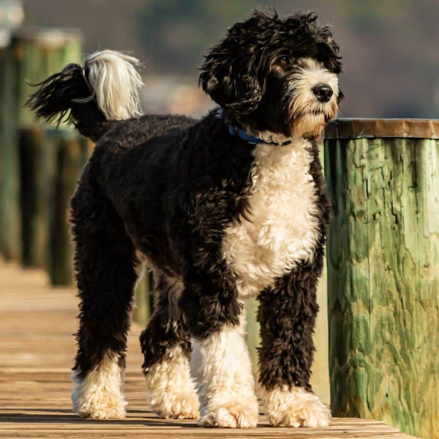5 razas de perros grandes que no sueltan pelo