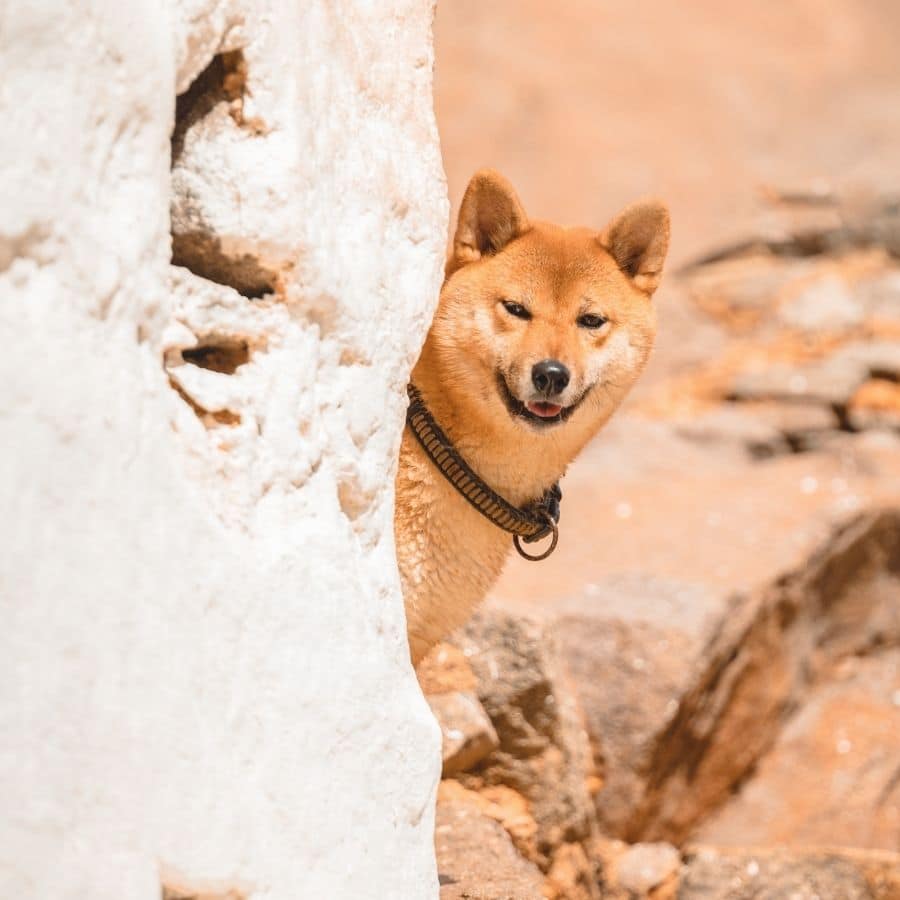 10 razas para quienes buscan un perro beige