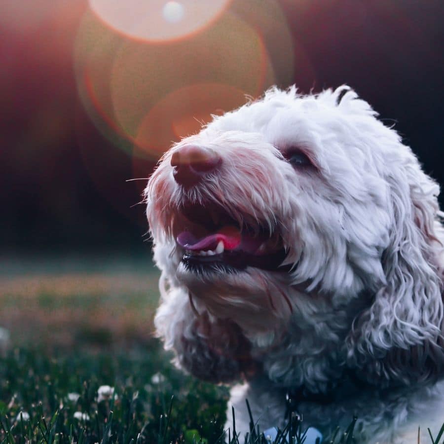 Mi perro tiene plaquetas bajas: ¿qué puede significar?