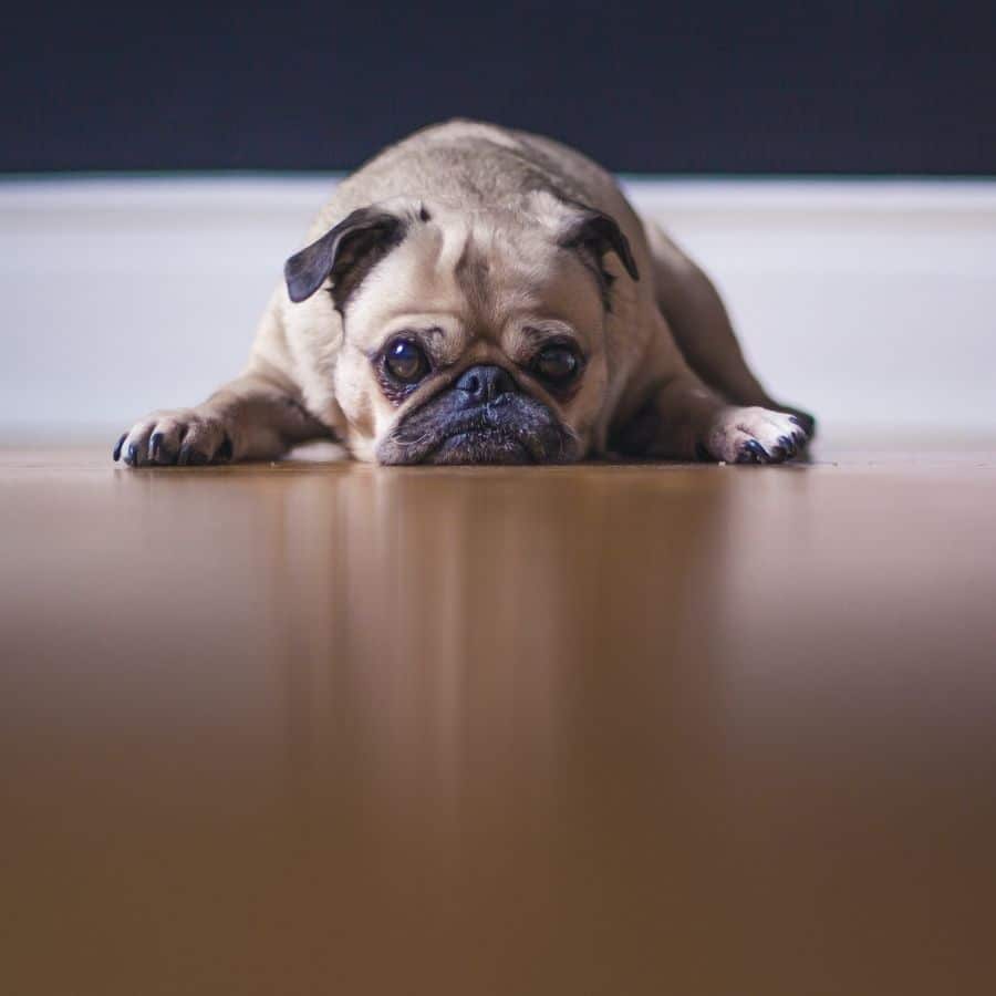 Mi perro tiene problemas para levantarse: ¿es un problema ortopédico?