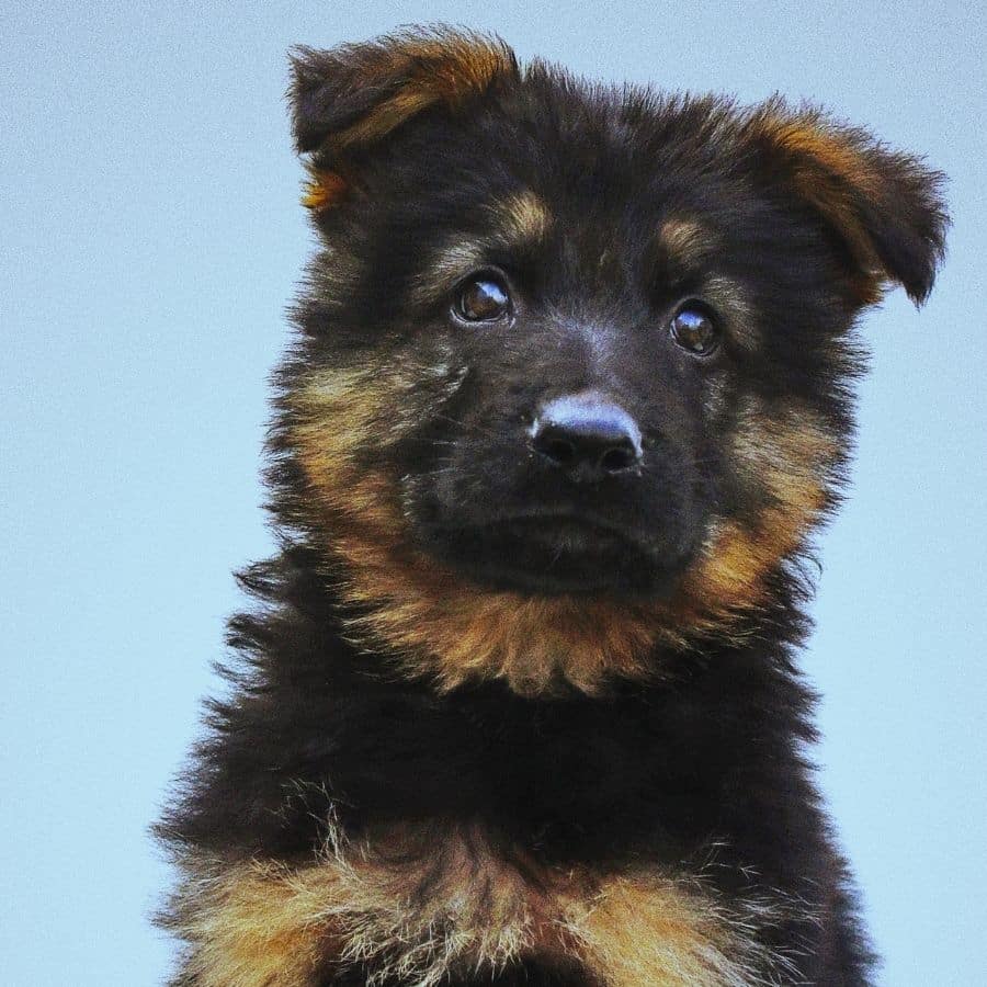 Cuando cambia el pelo un cachorro de pastor alemán