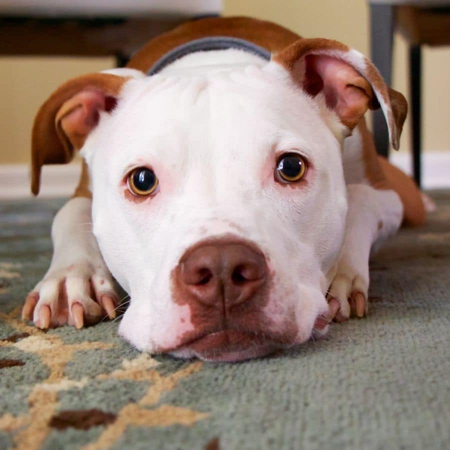 Mitos y verdades sobre el Pitbull