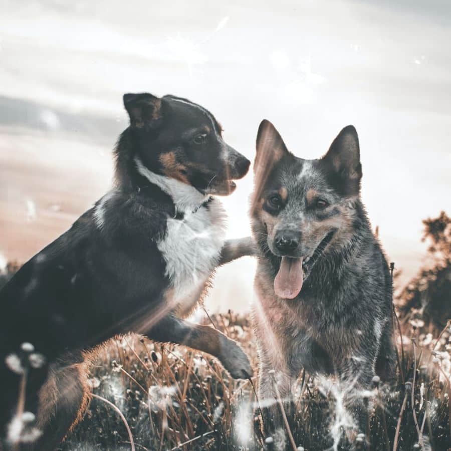 Como hacer que un perro acepte a otro nuevo