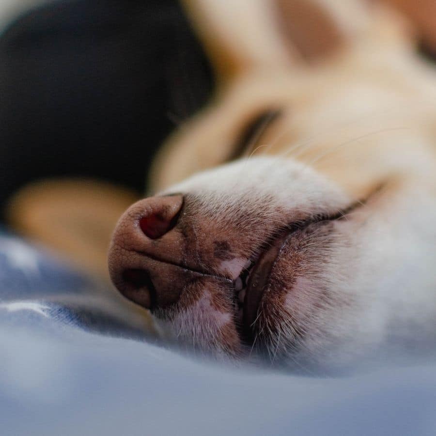 Mi perro tiene el hocico hinchado: ¿Qué significa?